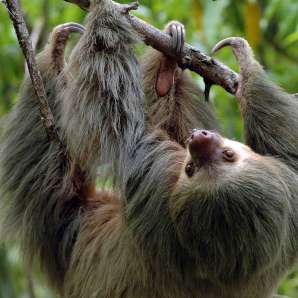 Reilusti_maailmalla/Reilusti_Costa_Ricassa/Premium/Two-toed-sloth-P