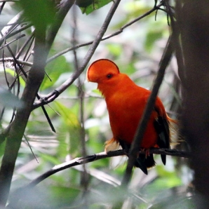 Suriname-Guyana/4Guyana-punainen-lintu-440