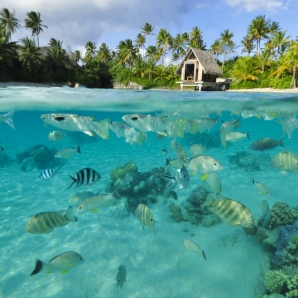 Tahiti-Borabora/BOB-Intercontinental-Thalasso-Fish-in-the-lagoon