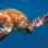Paholaisrauskuja ja monipuolista meriluontoa – liveaboard-sukellussafari Thaimaassa<br>Aventura x Sea Safety x Raya Divers 