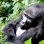 Ruandan ja Ugandan kiertomatka: Gorillojen mailla