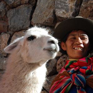 Valtiot/Bolivia/Bolivia-laama-hymyilee