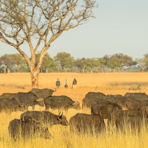 Valtiot/Botswana/Botswanan_safari/Camp-Okavango-Botswana-01