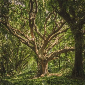 Valtiot/Havaiji/2020/nature-forest-trees-park-38136