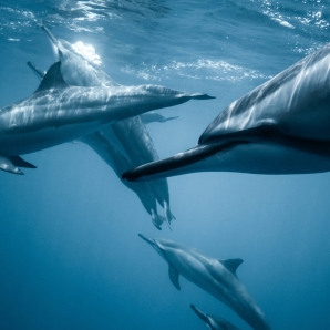 Valtiot/Havaiji/2020/photo-of-pod-of-dolphins-2422915