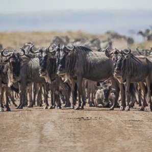 Valtiot/Kenia/2020/Aventura_Kenia_Masai-Mara_1