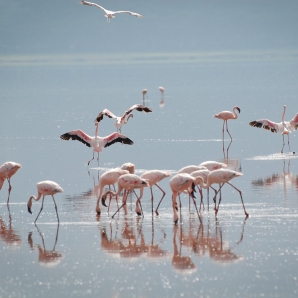Valtiot/Kenia/Flamingot