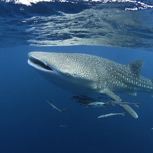 Valtiot/Mosambik/Valaiden_laulu_-sukellusmatka/Aventura-Mosambik_Whale-shark-Tofo