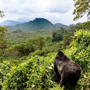 Valtiot/Ruanda/Ruanda-2023/Ruanda-gorilla