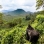 UUTUUS: Ruandan ja Ugandan kiertomatka – Gorillojen mailla