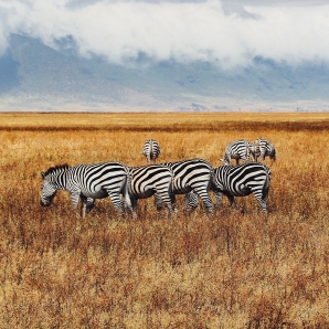 Valtiot/Tansania/2020/Aventura_Tansania_Ngorongoro