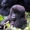 Ruanda, Uganda ja Kenia: Gorillojen mailla ja Kenian safari