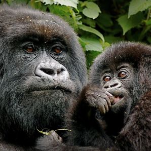 Valtiot/Uganda/Uganda-gorillaemo-ja-pentu-K