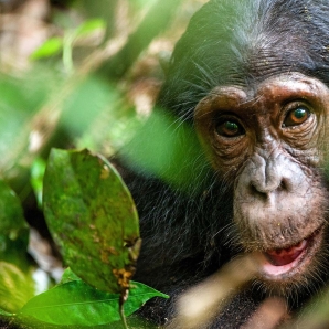 Valtiot/Uganda/Ugandan-kiertomatka/Uganda-simpanssi