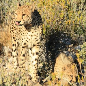 etela-afrikka-kapkaupunki-safari-viini/Sanbona-leopardi