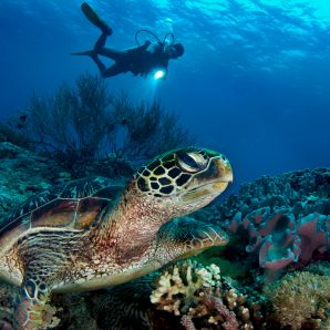 sukellus-filippiinit/turtle-with-diver