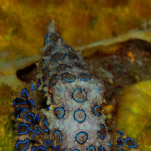 sukellus-filippiinit/underwater22