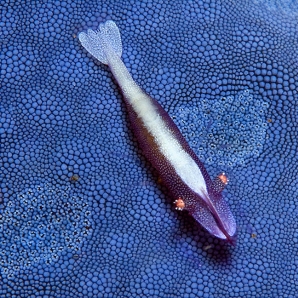 sukellus-filippiinit/underwater24