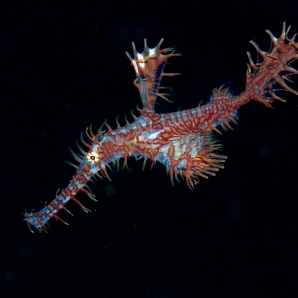 sukellus-filippiinit/underwater2