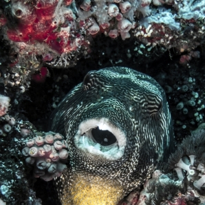 sukellus-tansania/Pufferfish