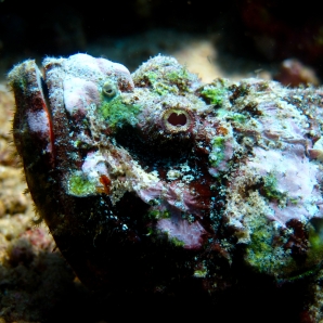 sukellus-tansania/Stonefish